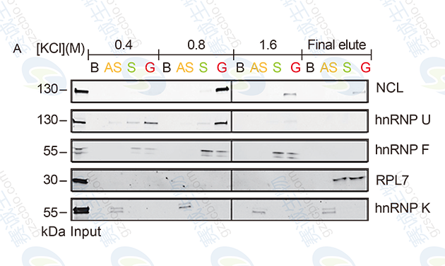 RNA Pull-down model figure A.png