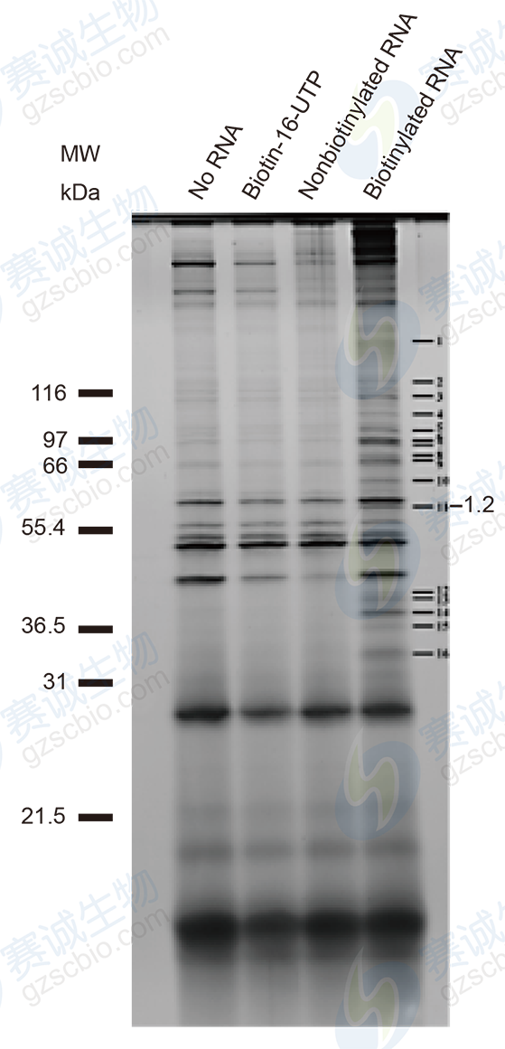 RNA Pull-down model figure D.png