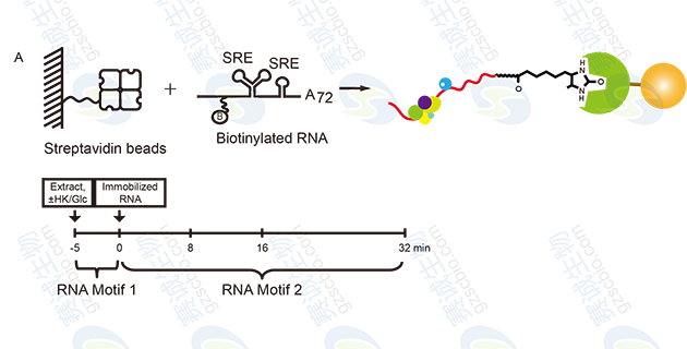 RNA Pull-down model figure S.A.png