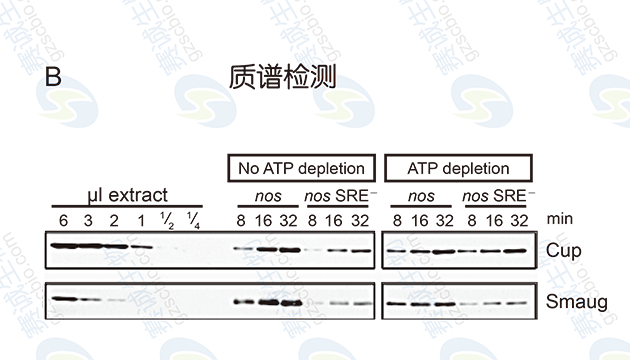 RNA pull - down Model Figure S.B.png