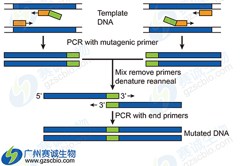 6.2 PCR扩增Luciferase点突变靶基因.png
