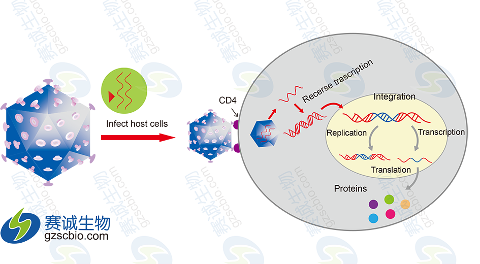 慢病毒感染宿主细胞原理图加水印.png