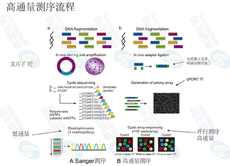 3 高通量测序分析.png