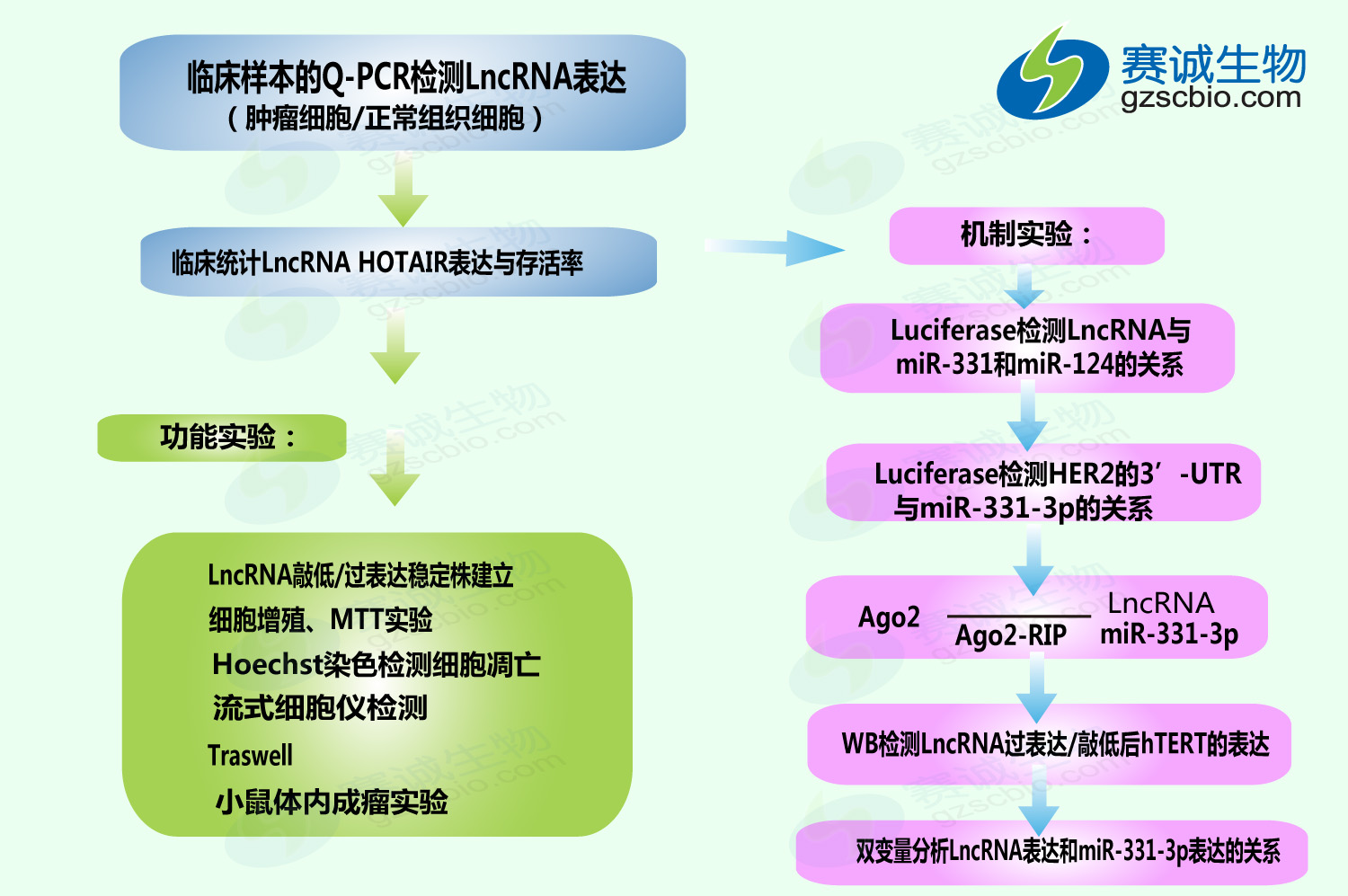 ceRNA机制研究案例（五）.jpg