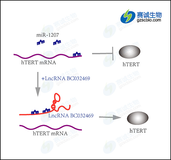 实验流程和调控通路.jpg