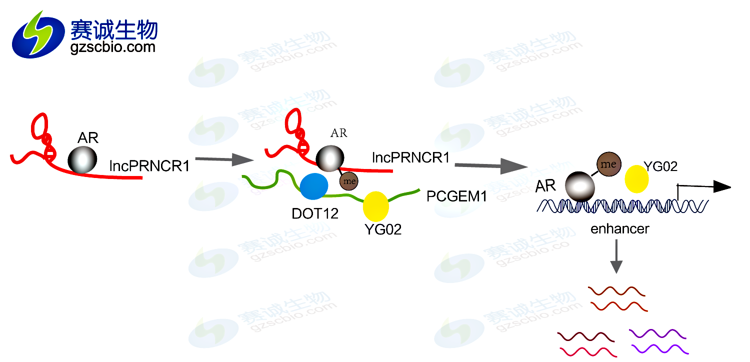 lncRNA-dependent mechanisms of androgenreceptor-regulated gene activation programs