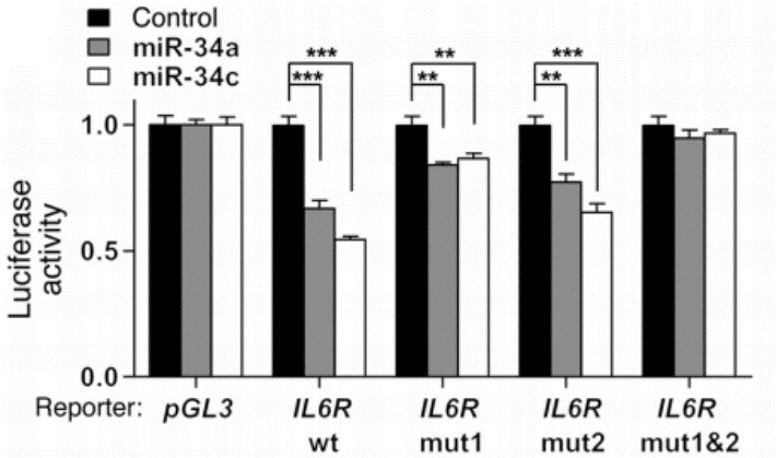 Luciferase 副本.png