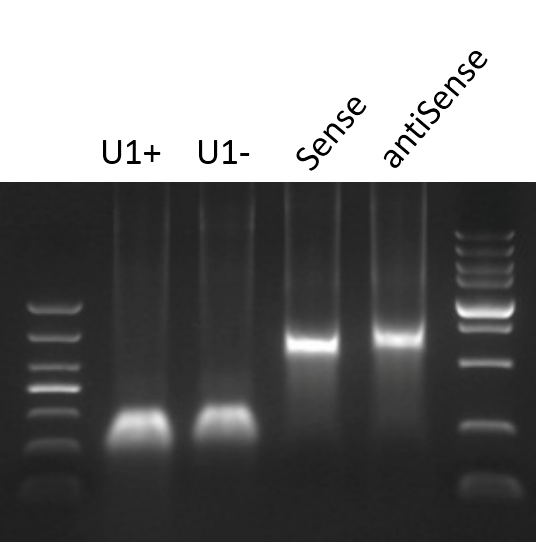 RNA pull-down探针跑胶图.png