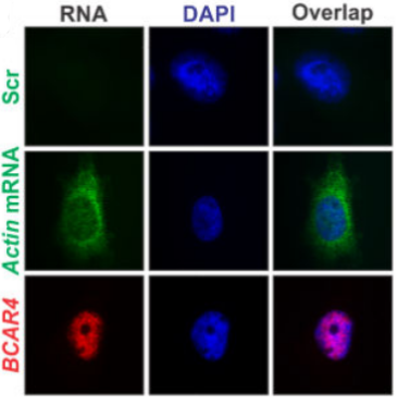 RNA FISH结果.png