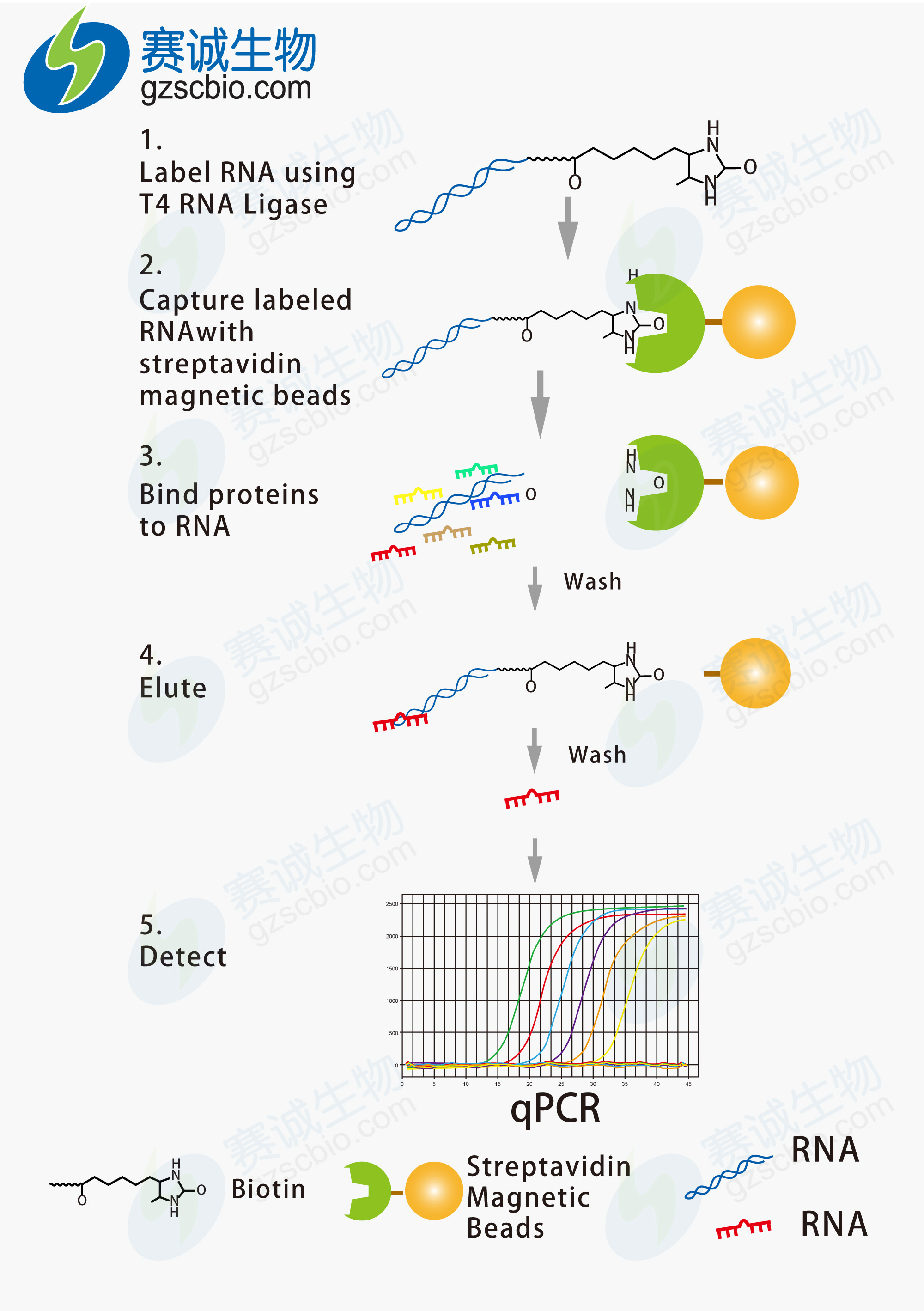 RNA-RNA -PULL DOWN.jpg
