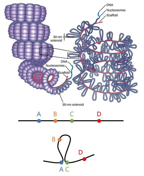 3D基因组学2.jpg