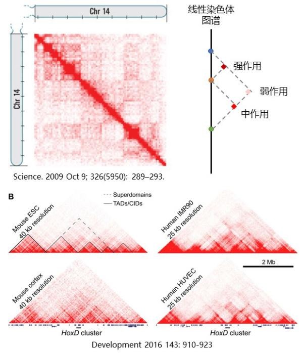 3D基因组学4.jpg