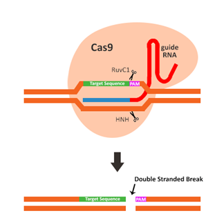 3.1.1CRISPR-Cas9组成.png