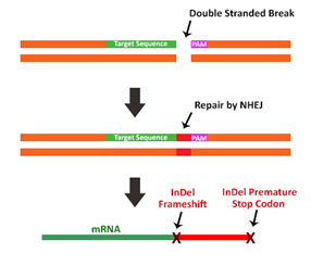 3.1.2CRISPR-Cas9作用机制①.png