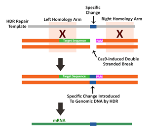 3.1.2CRISPR-Cas9作用机制②.png