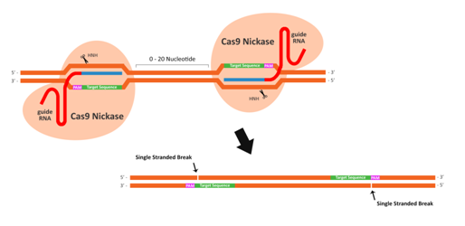 3.1.3不同Cas9系统②.png