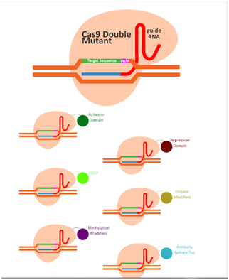 3.13不同的Cas9系统③.png