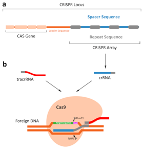 3.1CRISPR-Cas9系统.png