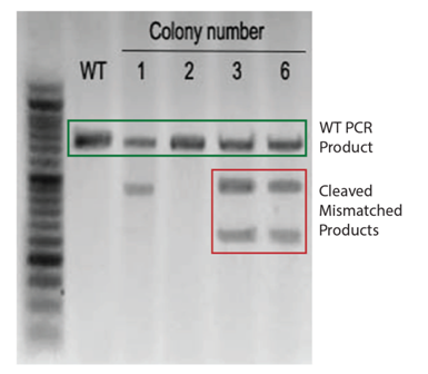 3.1.4CRISPR-Cas9基因敲除系统②.png