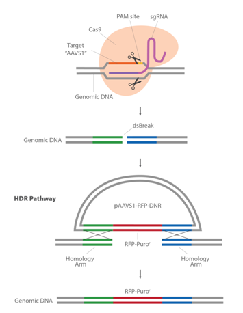 3.1.5CRISPR-Cas9基因敲入系统①.png