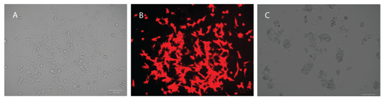 3.1.5CRISPR-Cas9基因敲入系统③.png