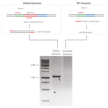 3.1.5CRISPR-Cas9基因敲入系统④.png