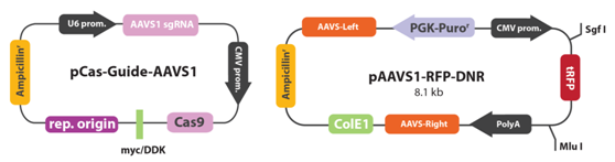 3.1.5CRISPR-Cas9基因敲入系统②.png