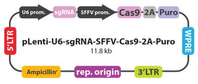 3.1.4CRISPR-Cas9基因敲除系统①.png