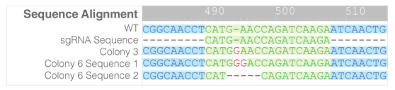 3.1.4CRISPR-Cas9基因敲除系统③.png