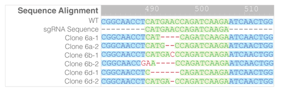 3.1.4CRISPR-Cas9基因敲除系统④.png