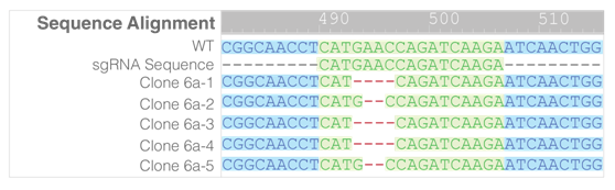 3.1.4CRISRP-Cas9基因敲除系统⑤.png